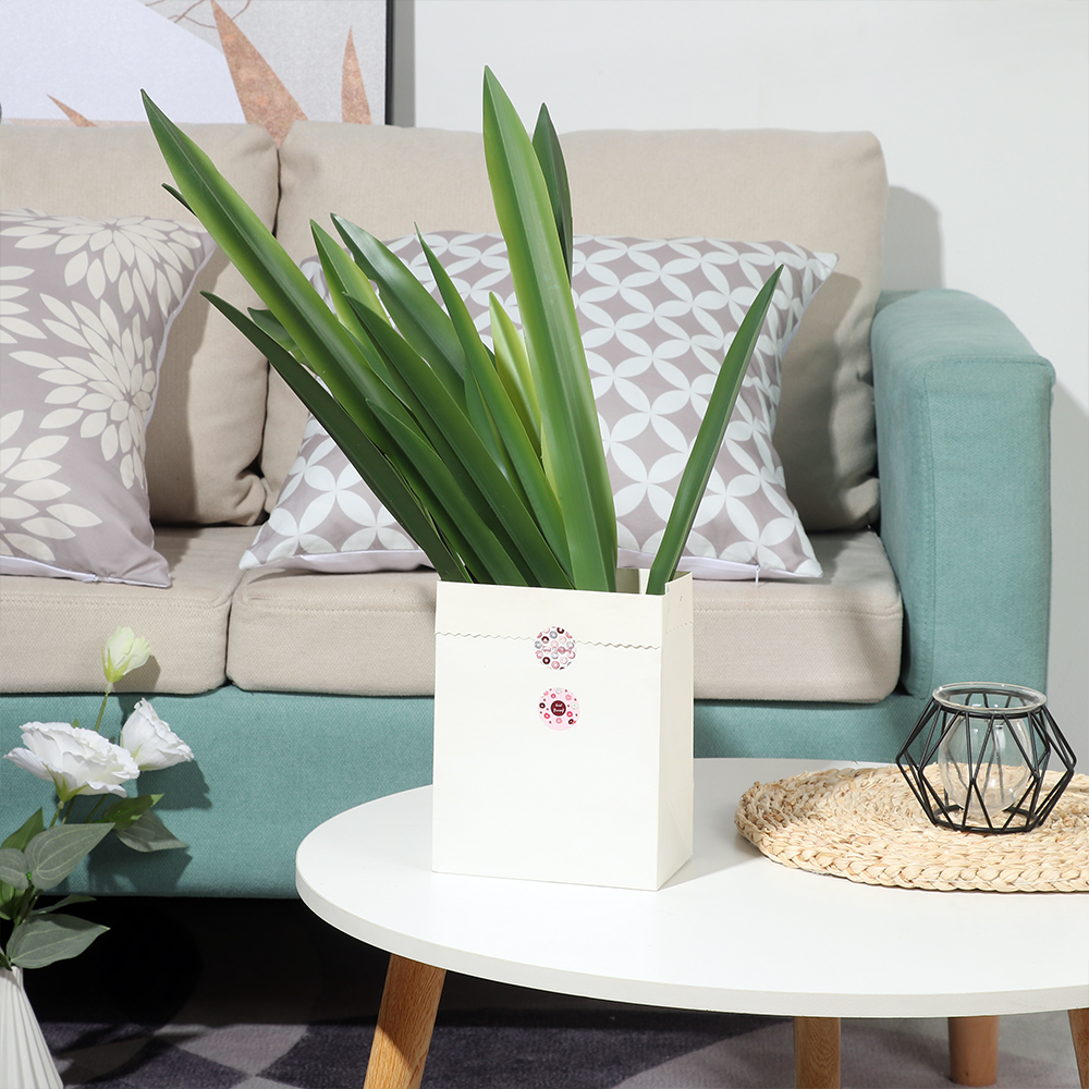 ใบกล้วยไม้ประดิษฐ์ทำจากซิลิกอน - Dracaena Marginata บทวิจารณ์และราคา