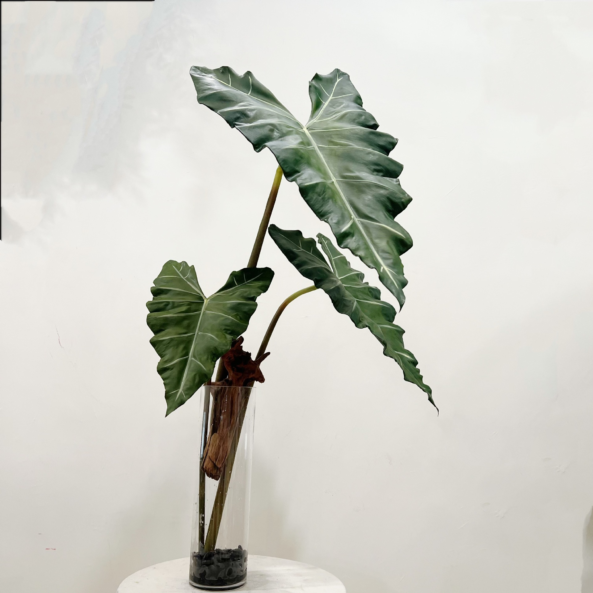 จําลองยาว PU มือรู้สึกพืชสีเขี - Dracaena Marginata บทวิจารณ์และราคา